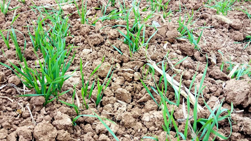 又到小麦播种季，“唤醒”拌种出苗齐！